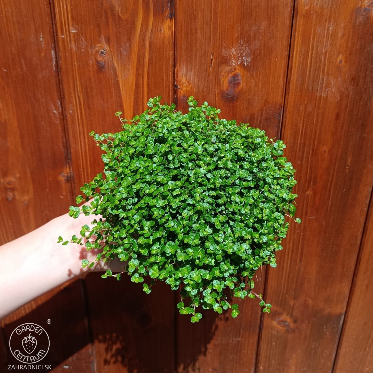 Obrázok Rodinné šťastie (Soleirolia soleirolii) - výška 5-10 cm ⌀ 15-20 cm, kont. C1L